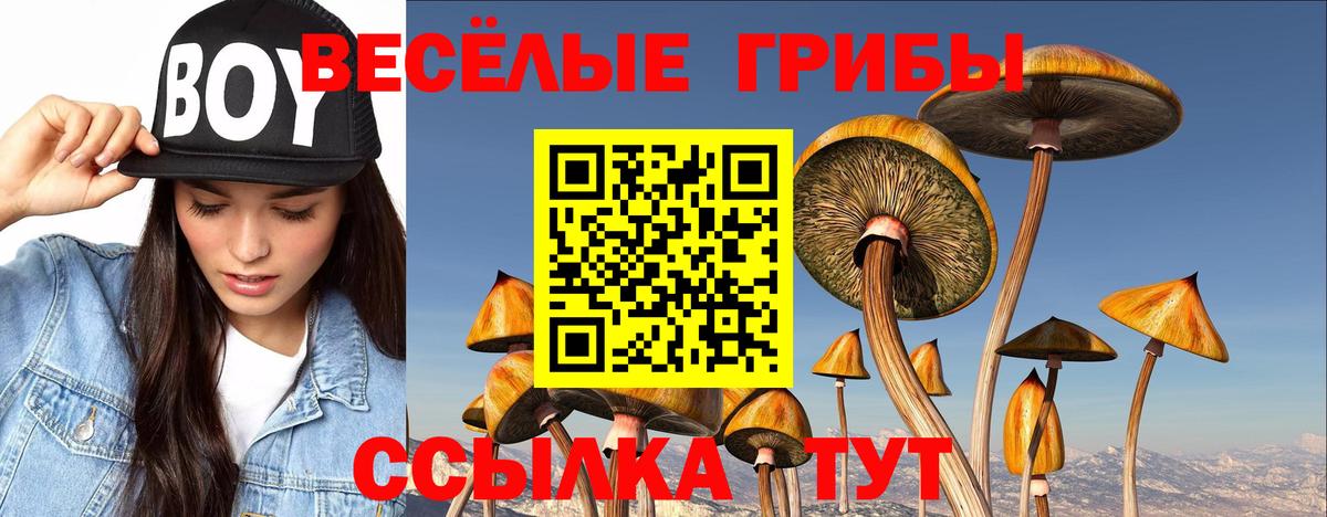 Псилоцибиновые грибы прущие грибы Апатиты