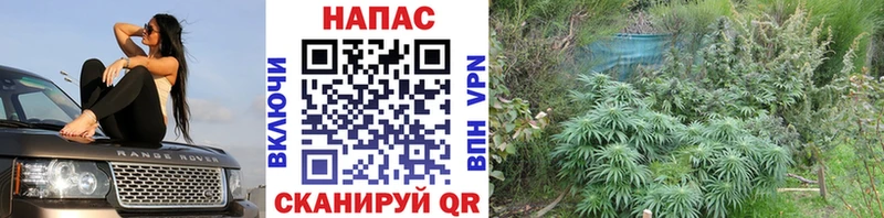 Бошки Шишки ГИДРОПОН  Апатиты 